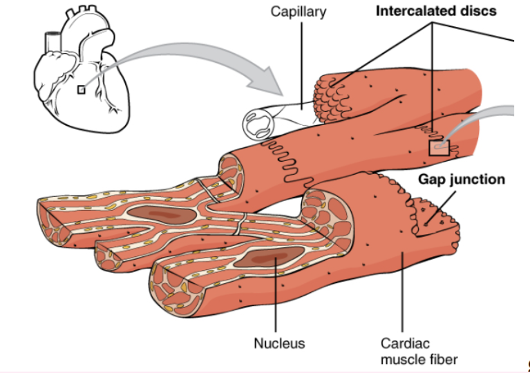 <ul><li><p>Only have one nucleus</p></li><li><p>Branch shape</p></li><li><p>need lots of oxygen</p><ul><li><p>a lot of mitochondria</p></li></ul></li><li><p>contracts by itself without the NS (involuntary)</p></li></ul><p></p>
