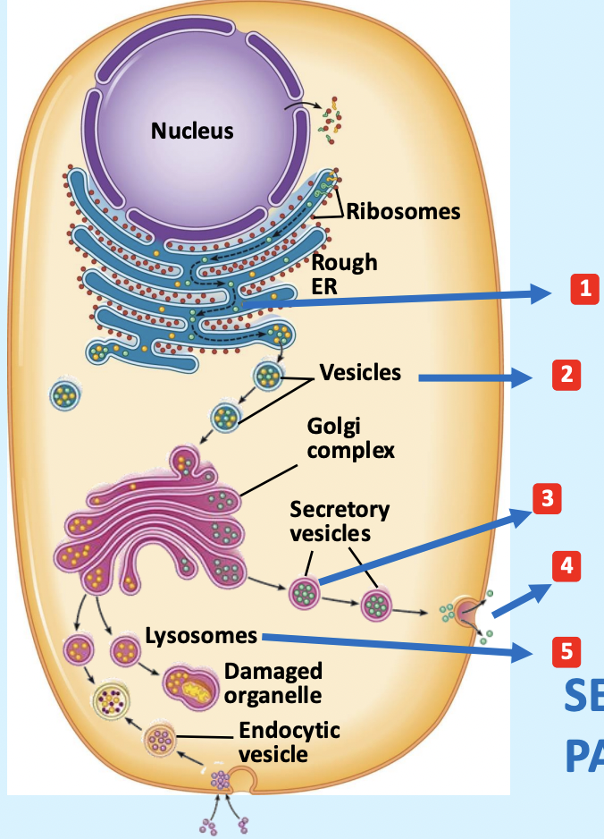 <p>Secretory Pathway</p>