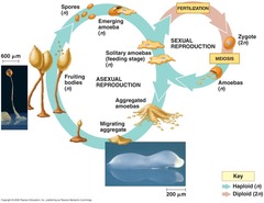 <p>Lineage?</p>