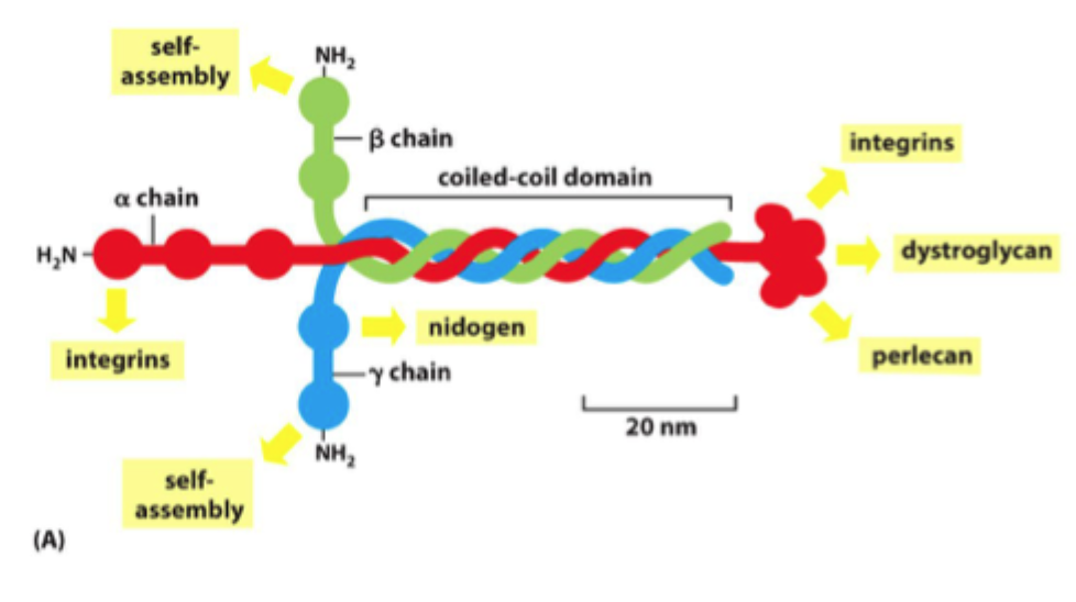 <p>Det er et <strong>heparansulfat-proteoglykan</strong>, som bidrager til filtrering, hydrering og binding af signalmolekyler.</p>