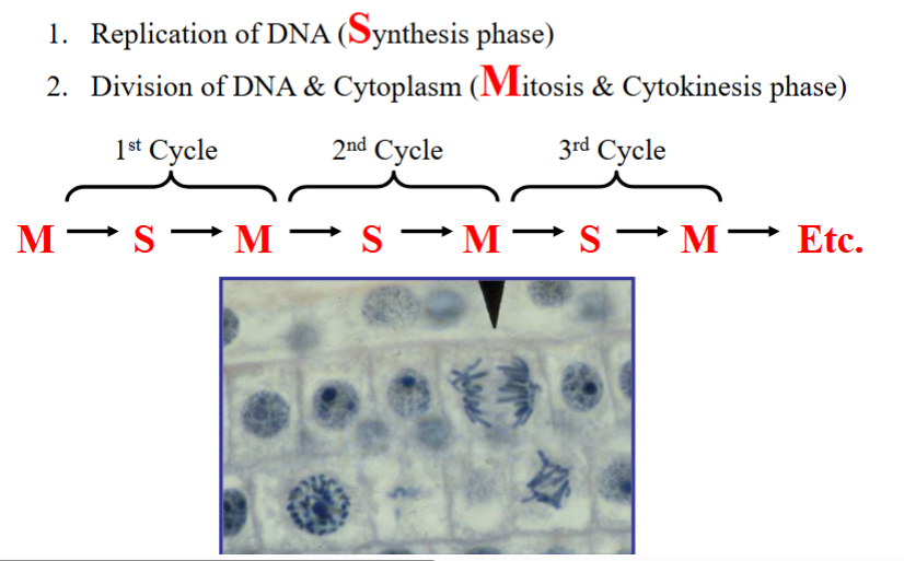<p><span style="background-color: transparent;">The Cell Cycle — Foundations</span></p>
