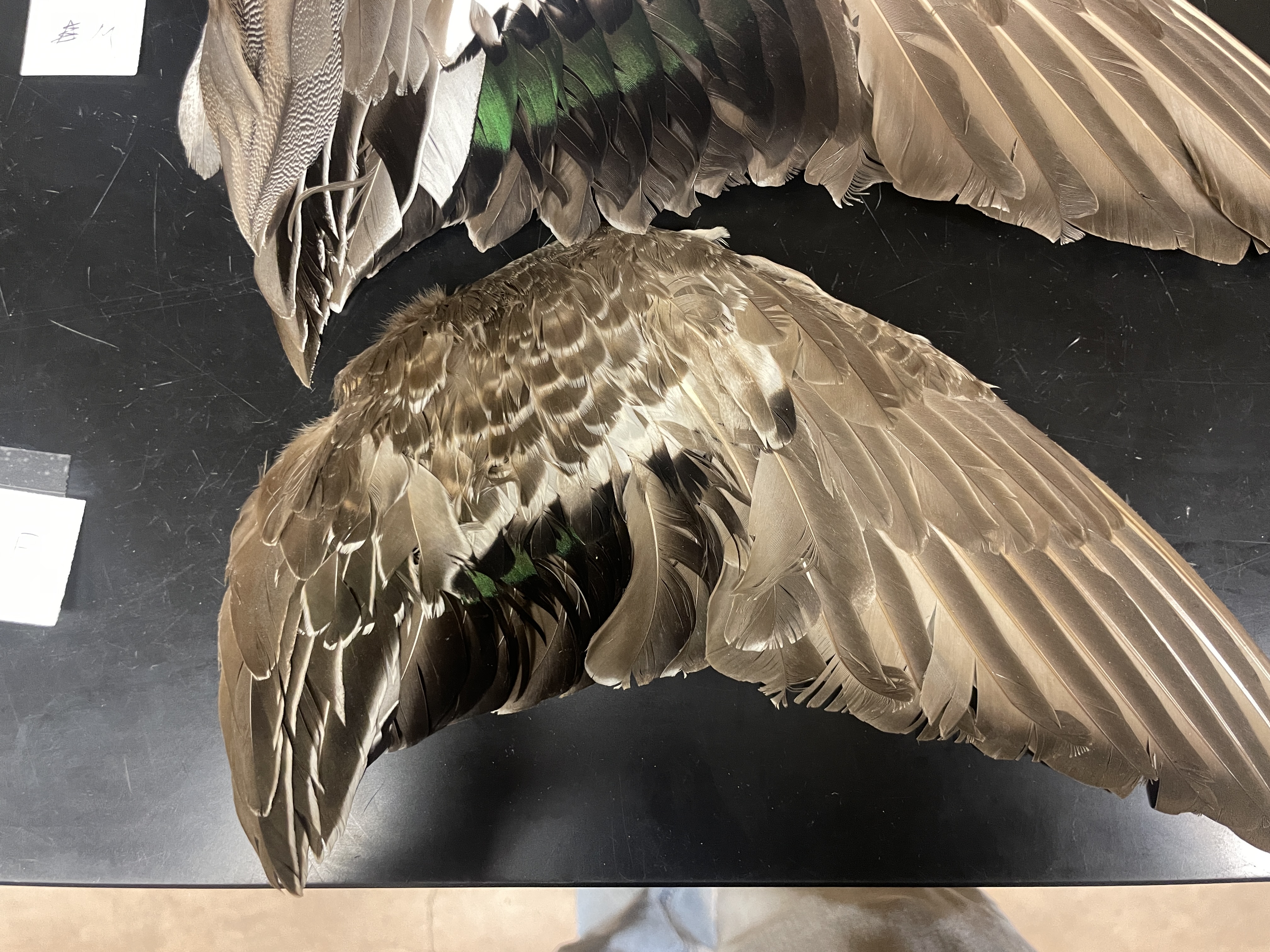 <p>American wigeon female</p><p>poorly defined white/gray patch</p>