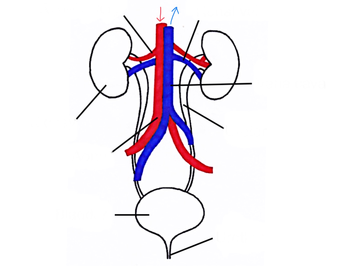 <p>Label the human <strong>excretory system</strong>:</p>