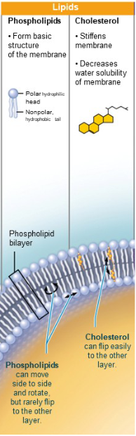<p>Polar, charged, and hydrophilic.</p>