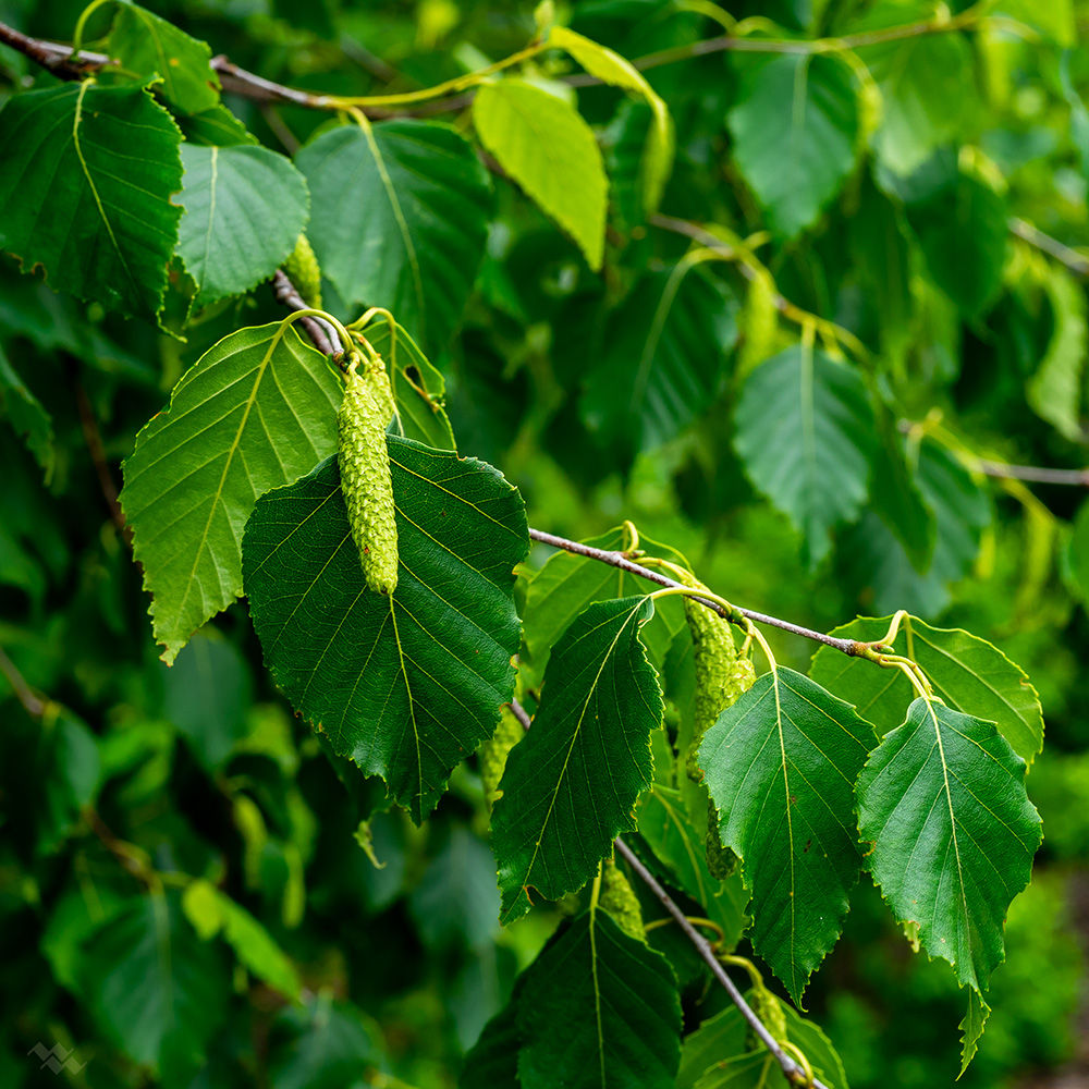 <p>Latin Name: Betula papyrifera</p><p></p>