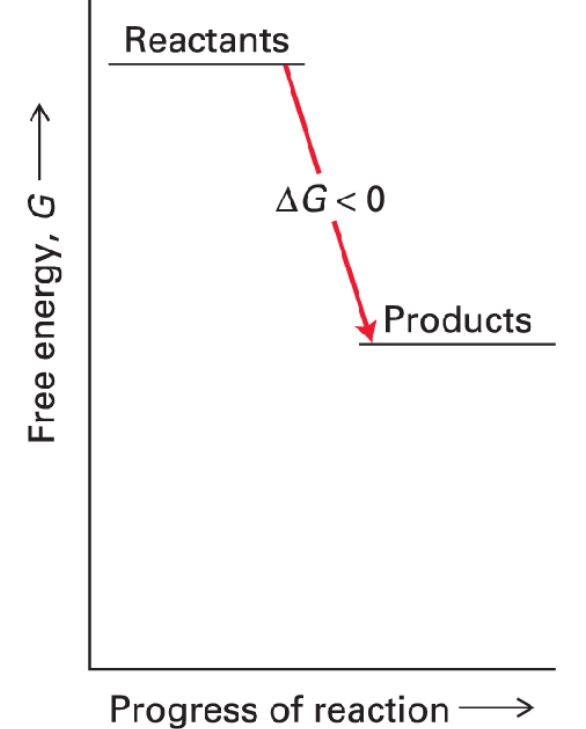 <p>Is this an exergonic or endergonic reaction? </p>