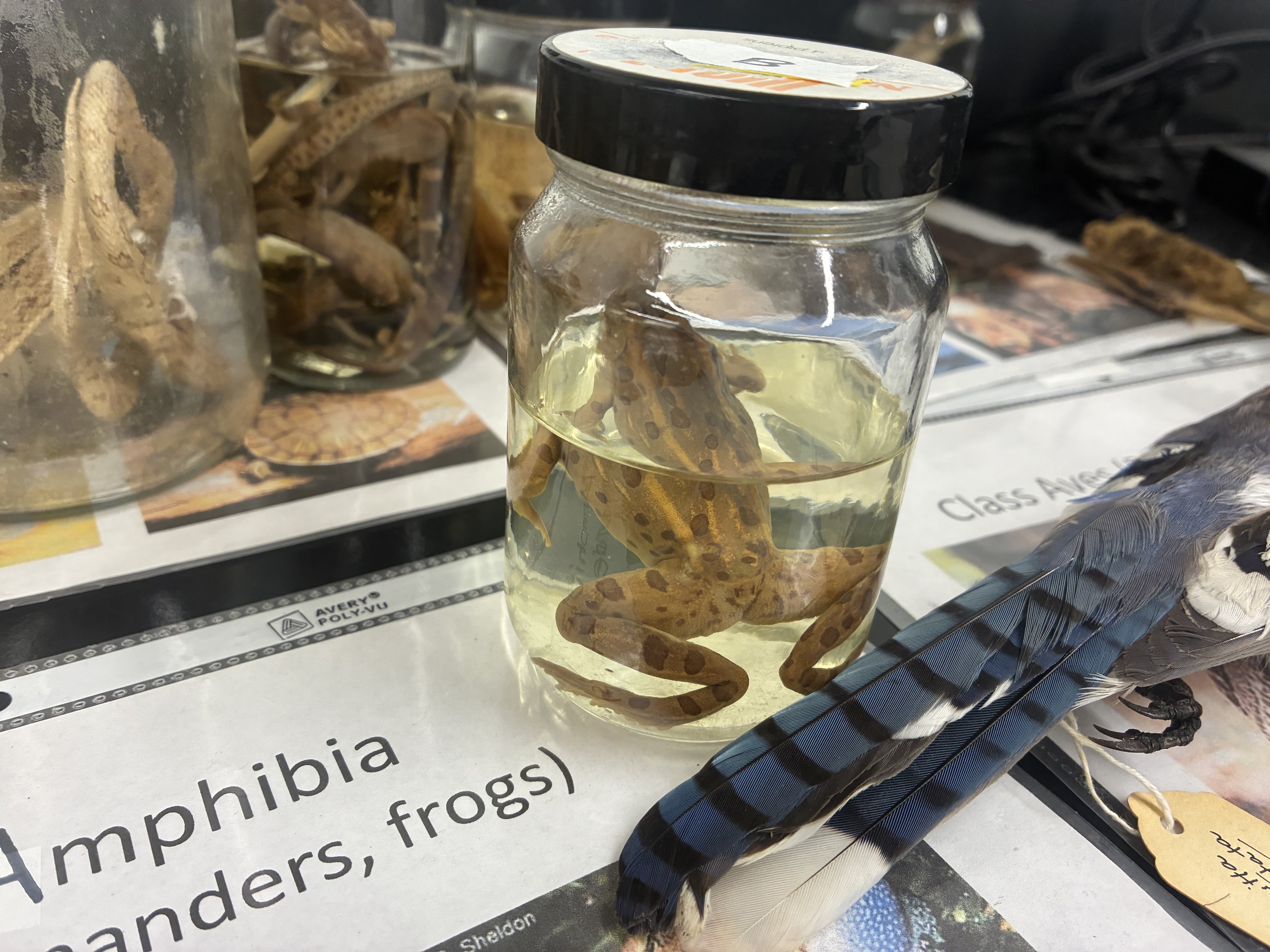 <p>Phylum, class, &amp; key characteristic?</p>