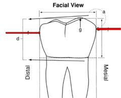 <p>Where is the mesial contact located on all molars occlusocervically?</p>