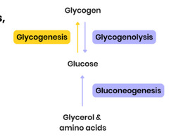 <p>Converts glycogen → glucose</p><p>triggered by *glucagon*</p><p>activates enzymes within liver to break down glycogen molecules into glucose</p><p>releases glucose molecules into bloodstream, increasing blood glucose concentration</p>