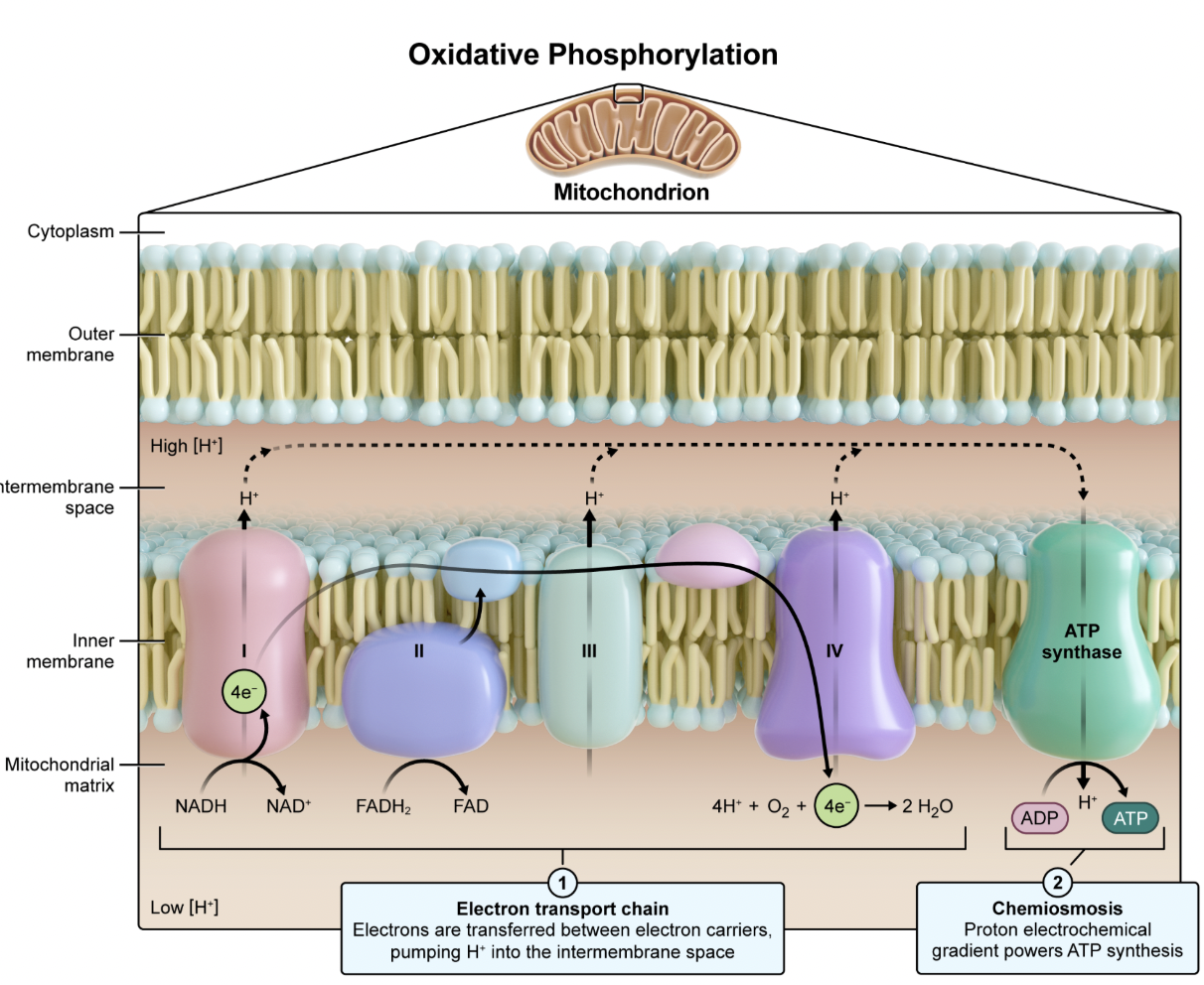 <p>inner mitochondrial membrane </p><ul><li><p>In eukaryotes, the electron transport chain is found in the inner mitochondrial membrane.</p></li><li><p>In prokaryotes, the electron transport chain is found in the plasma membrane.</p></li></ul><p></p>