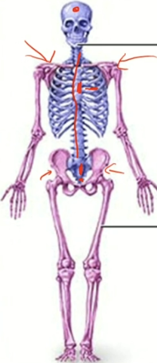 <p>Which bones are in the axial skeleton?</p>