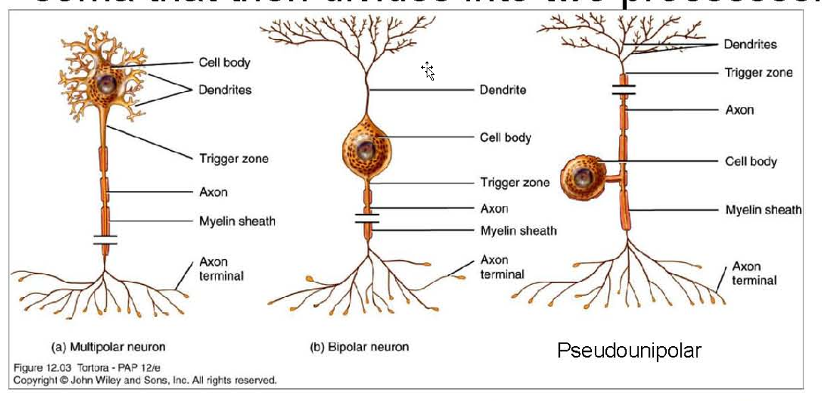 <p>Types:</p><ul><li><p>Multipolar:</p><ul><li><p>multiple dendrites attached to the cell body and usually a single axon.</p><ul><li><p>EX: Motor Neurons in SC</p></li></ul></li></ul></li><li><p>Bipolar:</p><ul><li><p> single process from each end of the soma in opposite directions</p><ul><li><p>EX: olfactory epithelial cells. </p></li></ul></li></ul></li><li><p>Unipolar:</p><ul><li><p>Only in Dev</p></li><li><p>single process emerging from the cell body with no dendrites</p></li></ul></li><li><p>Pseudounipolar:</p><ul><li><p>single process that emerges from the soma that then divides into two processes</p><ul><li><p>EX: Sensory Ganglion</p></li></ul></li></ul></li></ul><p></p><p></p><p></p><p></p>