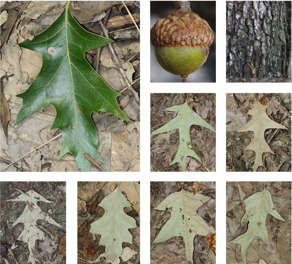 <p>greyish silvery bark</p><p>sharp lobes</p><p>veins extend and give bristle</p><p>leaves look like âpagodaâ</p>