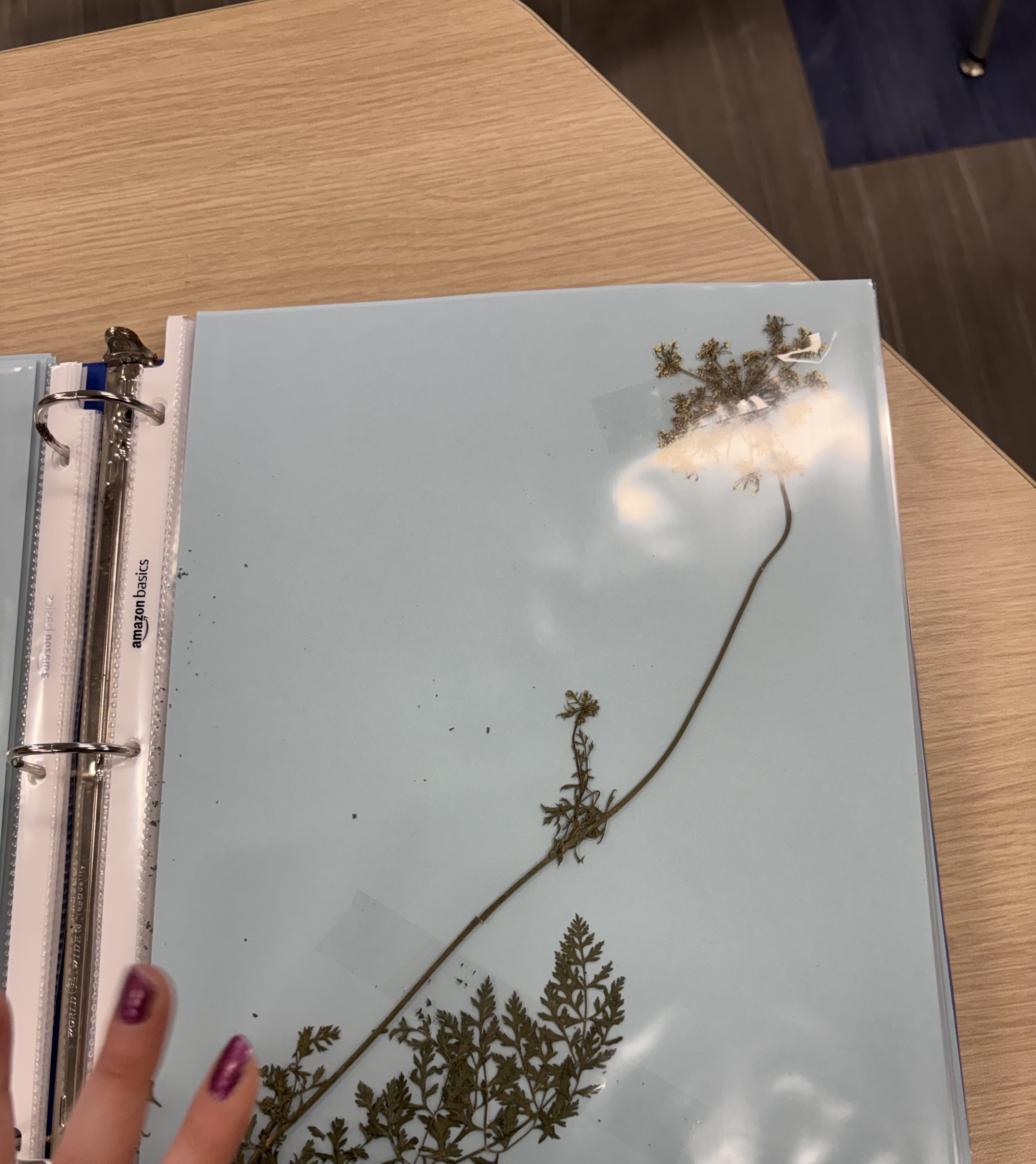 <p>Plant</p>