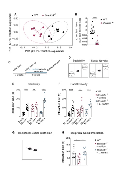 <p>mice (Shank3B⁻/⁻) have a gene mutation linked to autism and naturally show less interest in socializing with other mice. The researchers first confirmed these mice also had an altered gut microbiome with lower levels of <em>L. reuteri</em>. They then gave the mice <em>L. reuteri</em> in their drinking water for 4 weeks. treated mice started preferring to interact with a stranger mouse over an empty cup (normal sociability), and spent more time interacting with unfamiliar mice one-on-one. Untreated mutant mice did neither.</p>