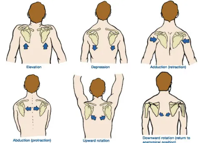 <p>scapula moves away toward the midline</p>