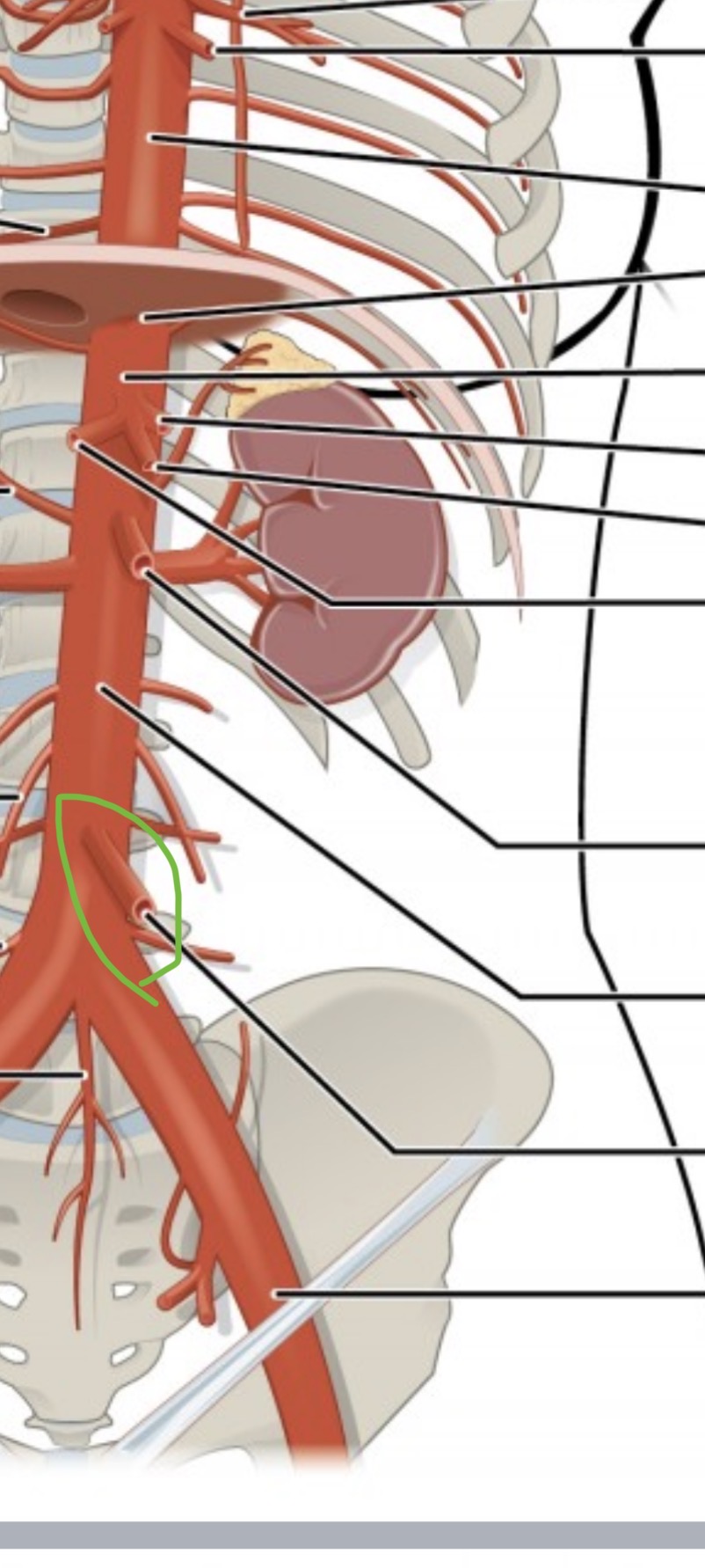 <p><span><span>a blood vessel located in the lower abdomen that branches off the aorta and supplies oxygen-rich blood to the descending colon, sigmoid colon, and part of the rectum.</span></span></p>