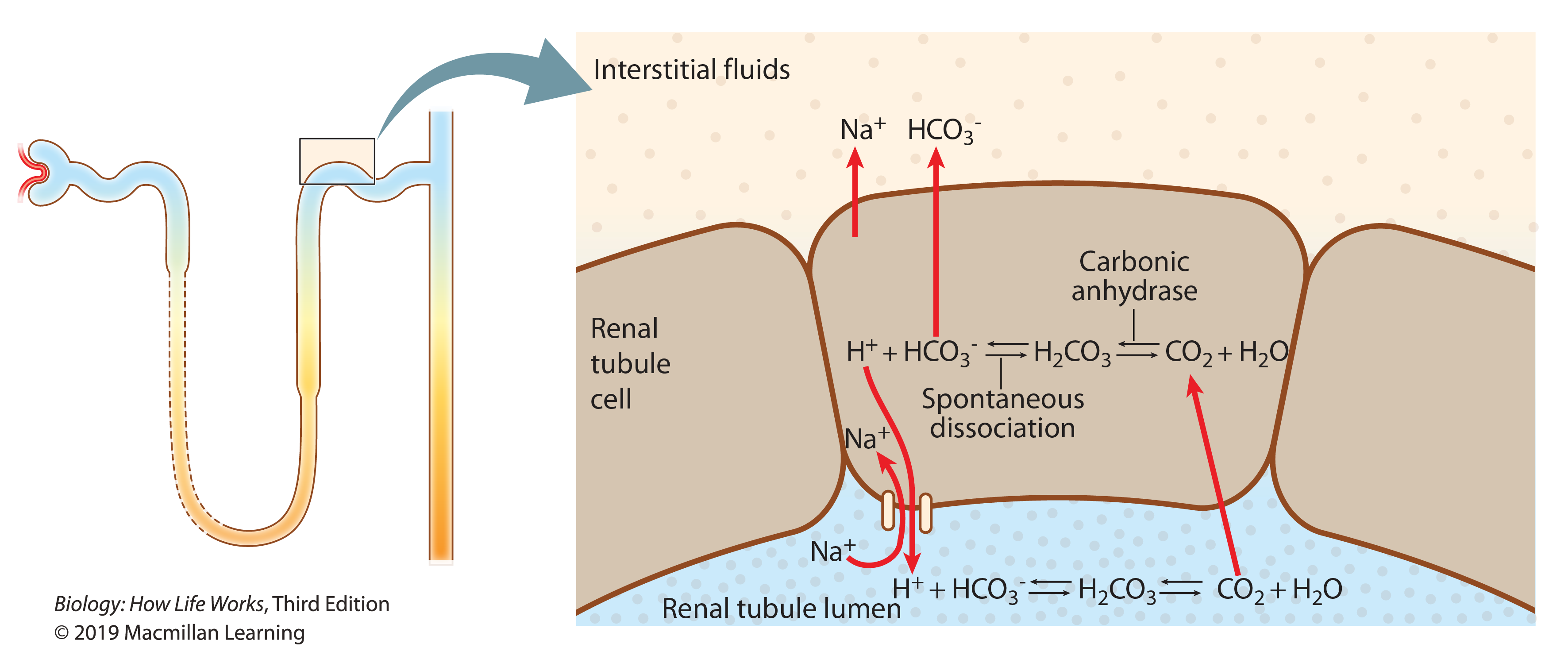 <p>One of the roles of the kidneys is to help buffer body fluids, to keep fluids from becoming too acidic or too basic. The cells of the renal tubule wall secrete H<sup>+</sup><span>&nbsp;</span>into the tubule lumen and absorb bicarbonate, passing it into the tissue fluid. Consider the reaction catalyzed by the enzyme carbonic anhydrase, shown in the accompanying figure.</p><p>T/F: During heavy exercise, the reaction shifts to the right in the renal tubule cell of the nephron.</p>