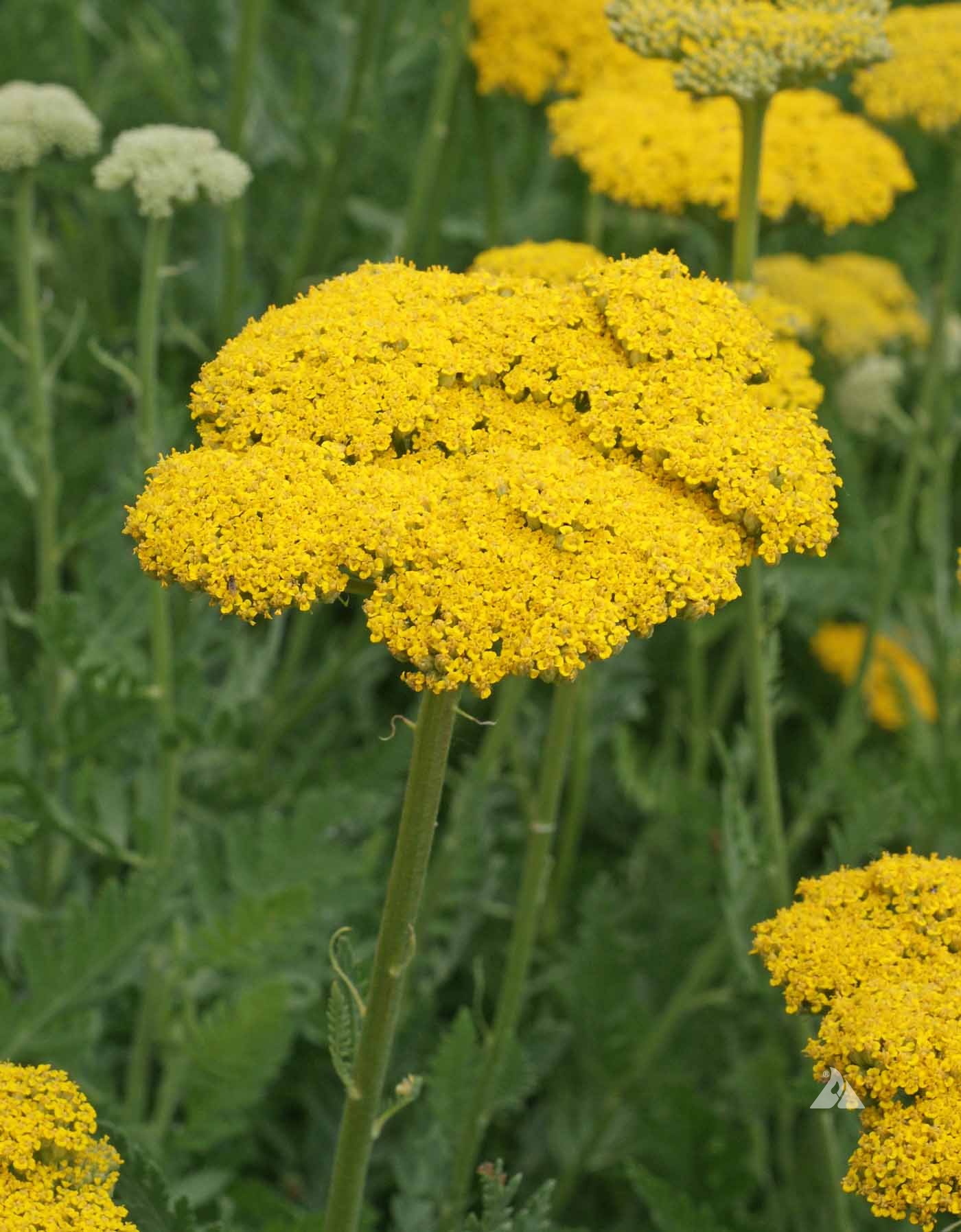 <p>Yarrow</p>