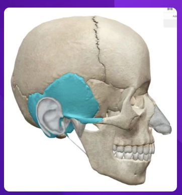 <p>what bone is shaded in blue?</p>