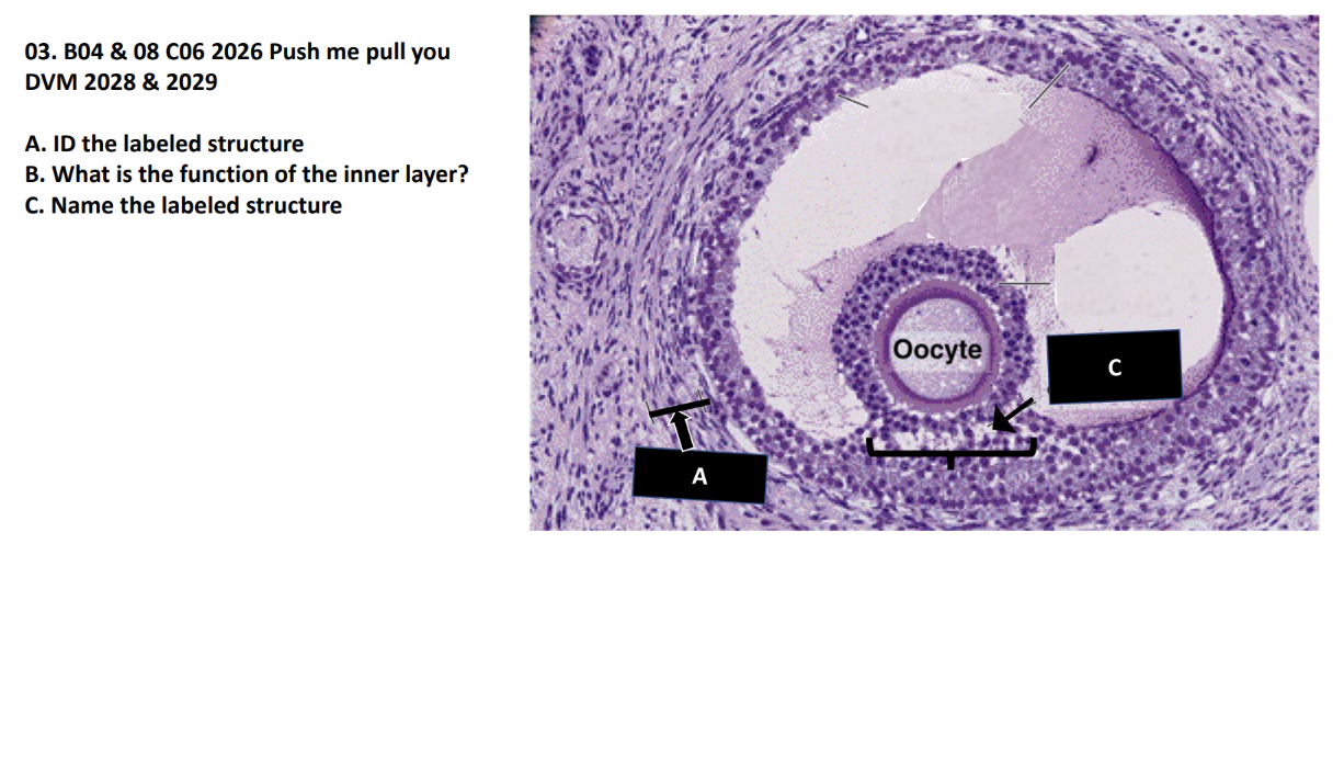 <p>A. ID the labeled structure</p><p>B. What is the function of the inner layer?</p><p>C. Name the labeled structure</p>