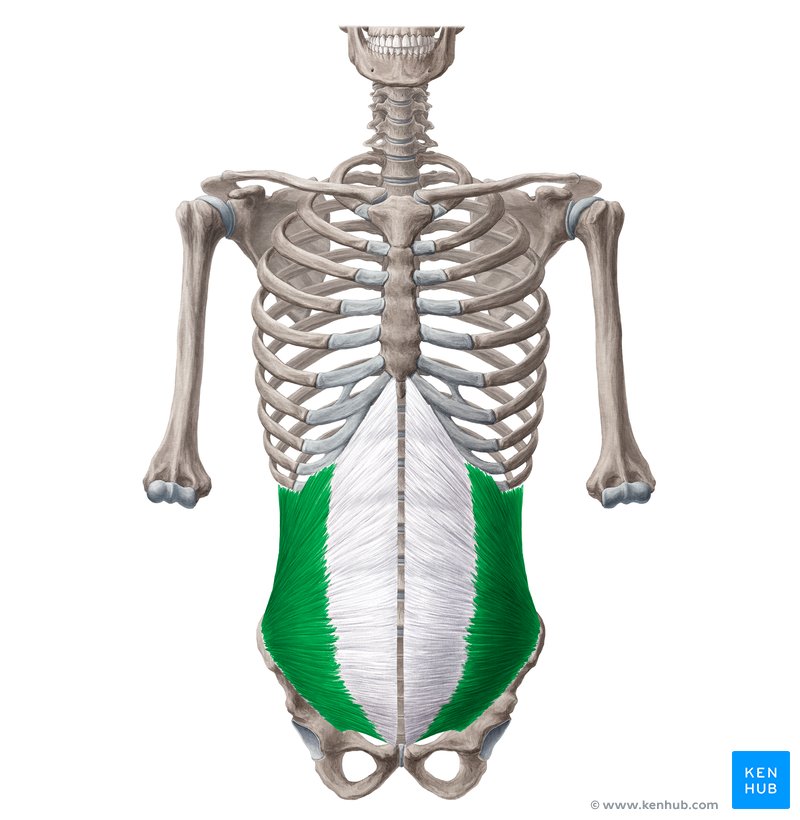 <p>what structure is depicted in green</p>