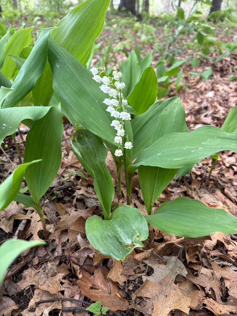 Lily-of-the-valley (n/a)