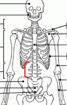 <p>spine in the lumbar cavity S</p>