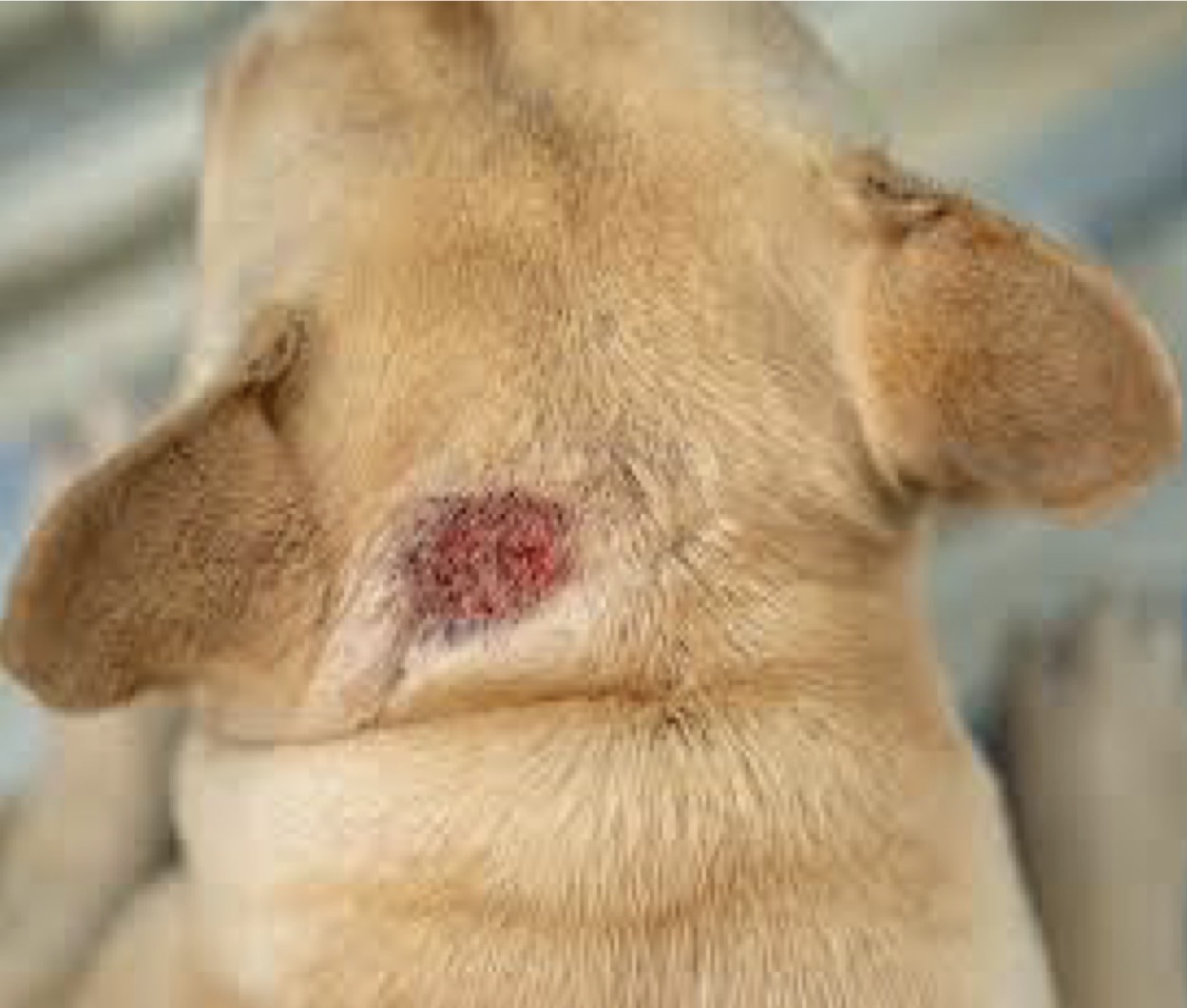 <p>Pyotraumatic dermatitis (“hot spot”)</p>