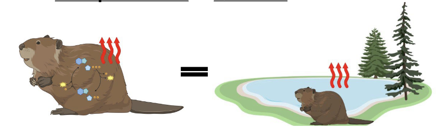 <p>heat lost to the environment</p>