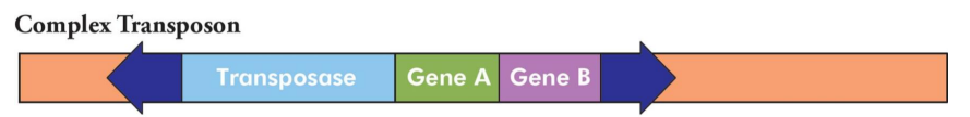 <p>Insertion Sequence (IS) for transposition + transposase gene(s) + extra genes not directly involved in transposition</p>