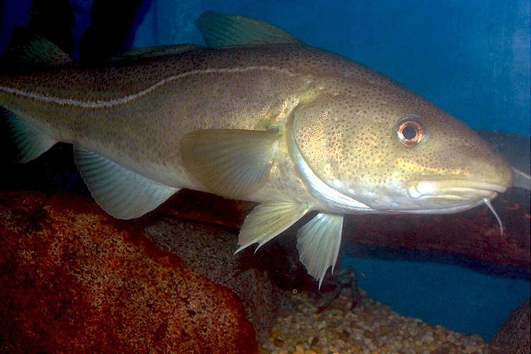 <ul><li><p><span style="background-color: transparent;">3 dorsal fins (like all in cod family) semi-rounded comparatively to P and H</span></p></li><li><p><span style="background-color: transparent;">r<strong><u>ounded caudal tail</u></strong></span></p></li><li><p><span style="background-color: transparent;">Sometimes have <strong><u>speckles,</u></strong> almost giraffe version (brownish reddish) of cheetah</span></p></li><li><p><span style="background-color: transparent;">Very clear <strong><u>curved white lateral line</u></strong> but broken across brown body</span></p></li><li><p><span style="background-color: transparent;"><strong><u>tiny barbel</u></strong></span></p></li></ul><p></p>