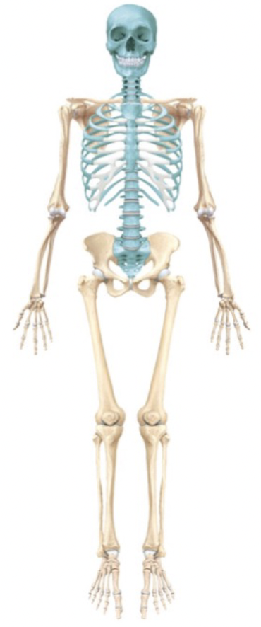 <p>Bones that make up the central core of the skeleton</p>