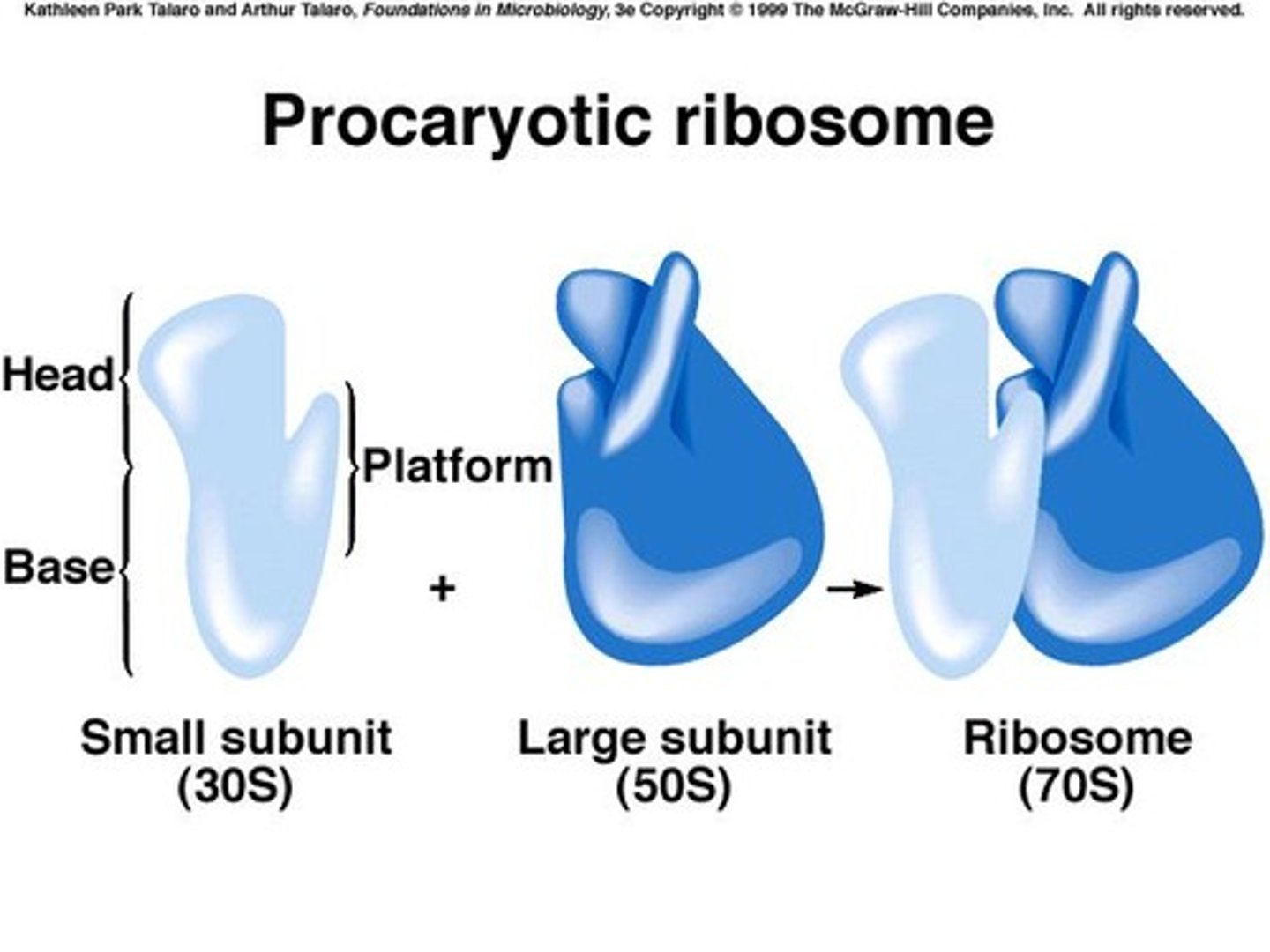 <p>A 50S large subunit and a 30S small subunit, forming a 70S ribosome.</p>