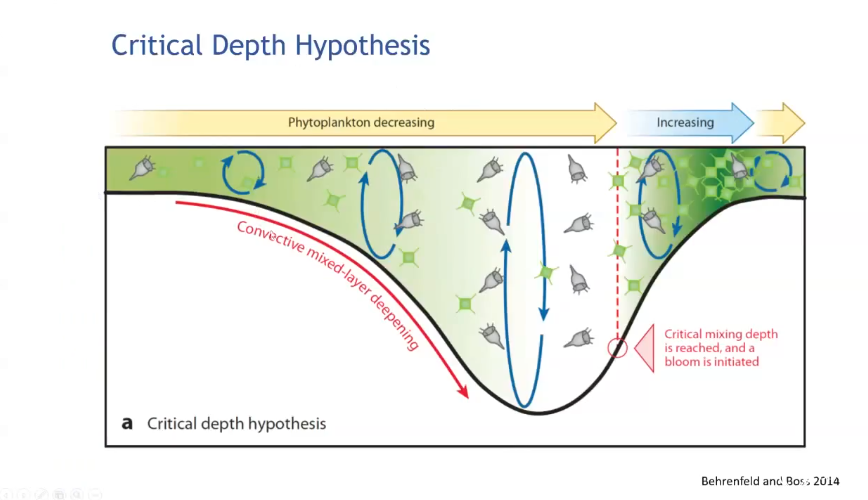 <p>Harald Sverdrup “there must be a critical depth such that blooming can occur only if the mixed layer is less than the critical value”</p>