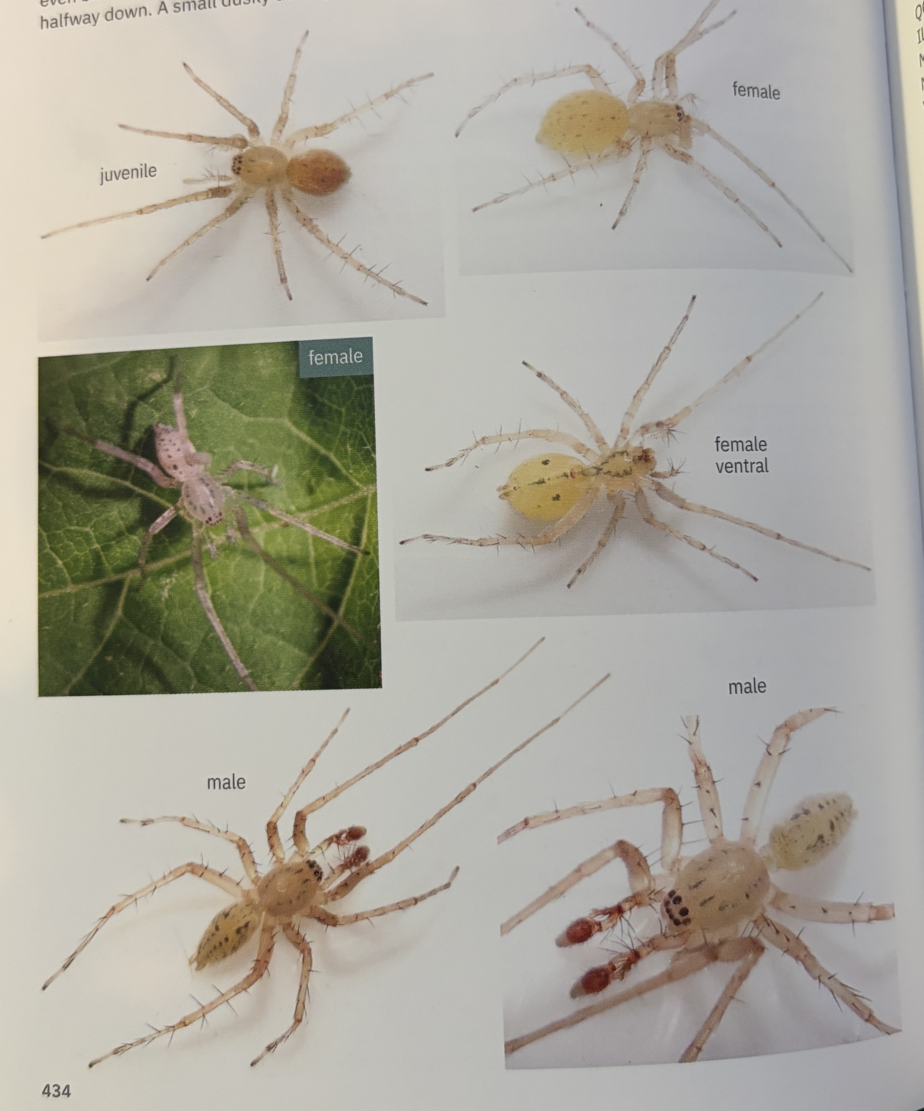 <p>Wulfila sp.</p><p>family: Anypharnidae</p>