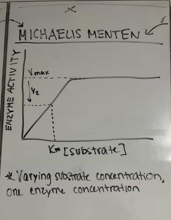 <p>MICHAELIS MENTON GRAPH</p>