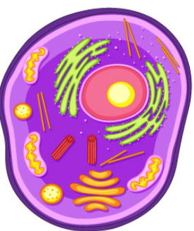 <p>Eukaryotic Cell- “true” nucleus</p>