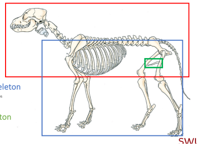 <p>D. Appendicular skeleton (Blue Box)</p>