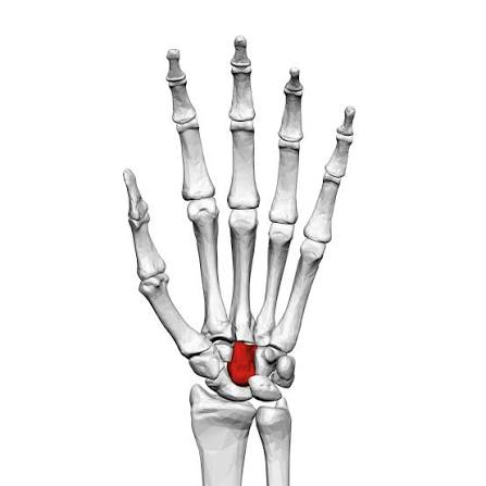 <p>Name this Carpal</p>