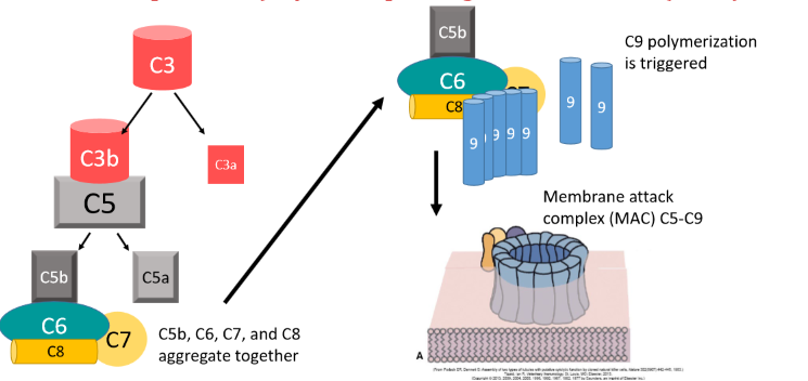 <p>C5-C9 causes polymerization to form MAC that breaks a hole in microbe cell membrane</p>