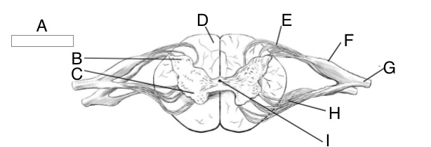 <p>Identify H and describe function</p>