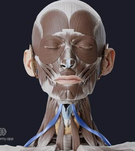 <p>Which muscle is this?</p>