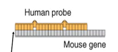 <p>No, they can have about 20% difference between them</p>