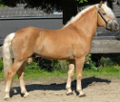 <p>welk type paard is dit</p>