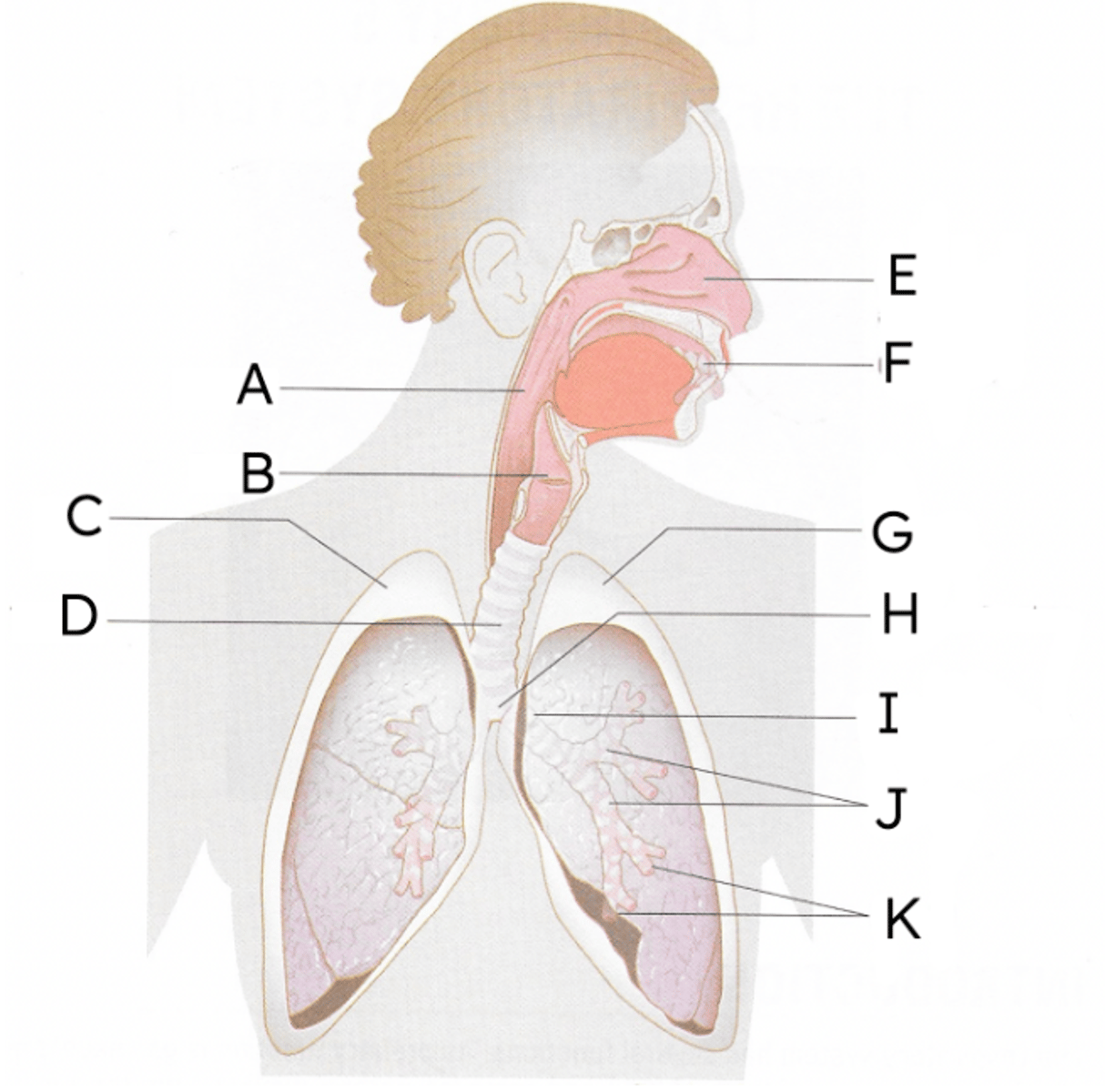 <p>E</p>