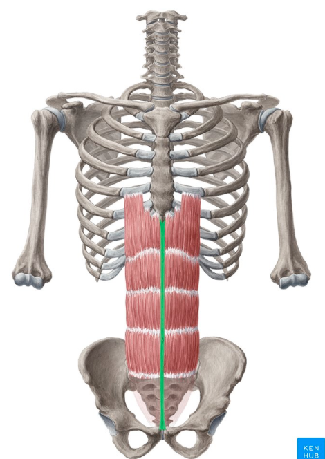 <p><span style="line-height: 17px;">Herkenningspunten myologie buik</span><span style="line-height: 17px; background-color: var(--clrSelection,#c6c6c6) !important;">&nbsp;</span></p><p class="Paragraph SCXW211234071 BCX4" style="text-align: left;"></p>
