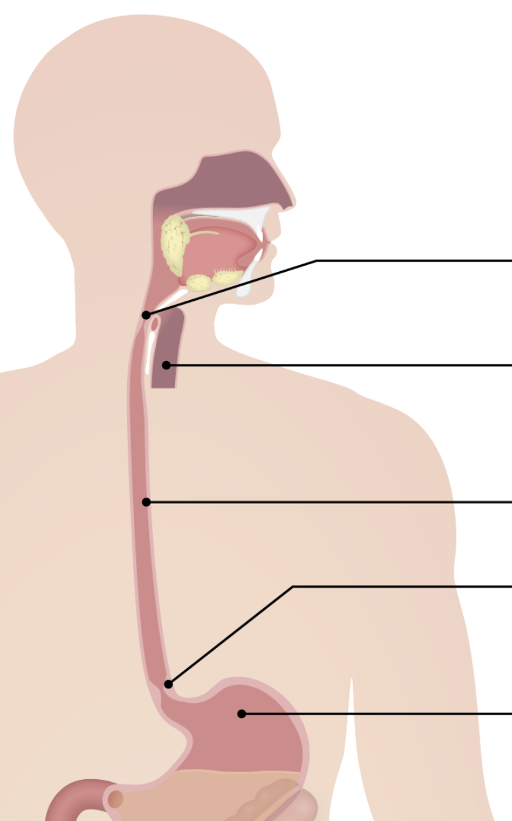 <p><span style="line-height: 127%;">Gastroesophageal junction / gastroesophageal sphincter</span></p>