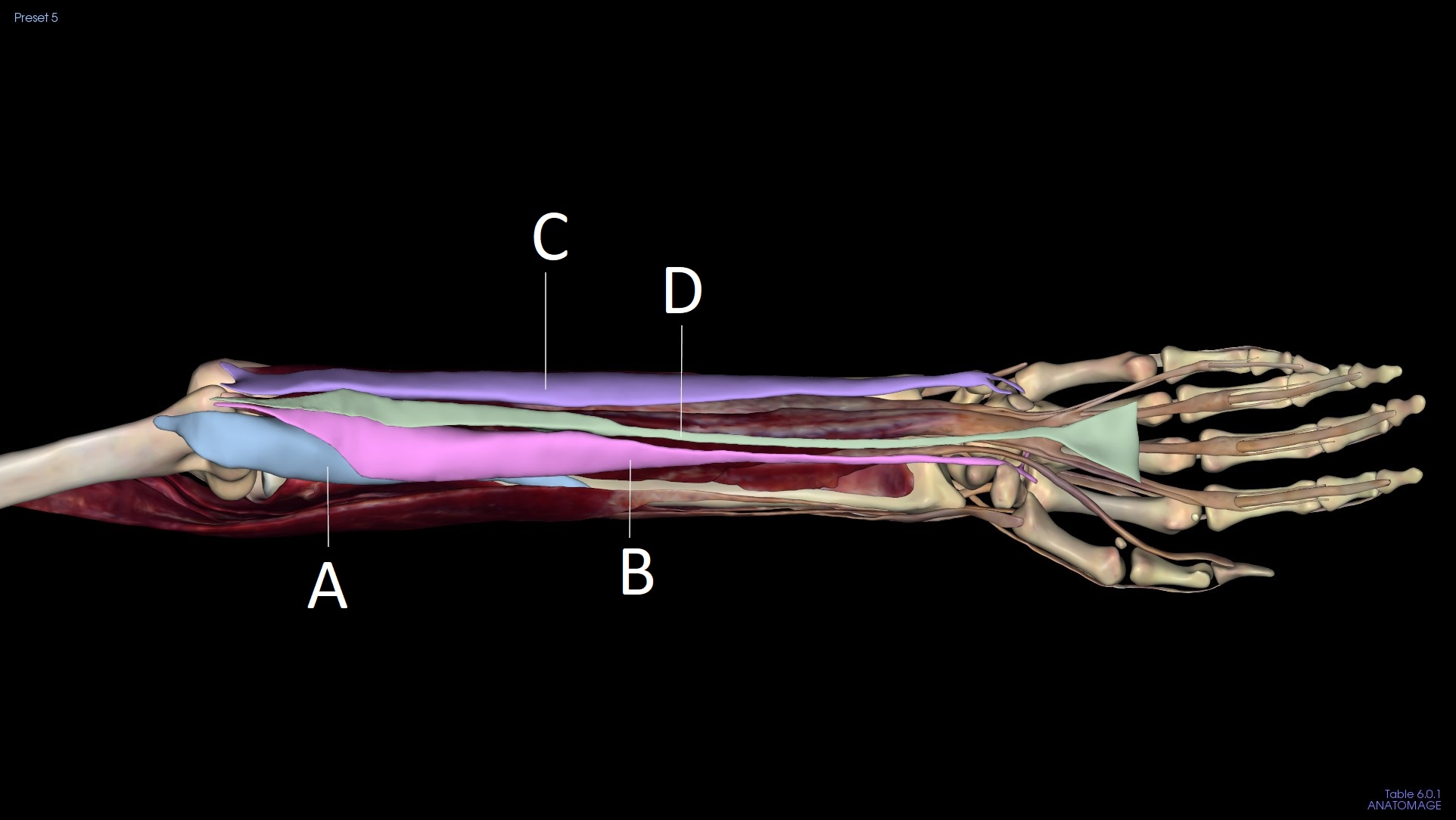 <p>C</p>