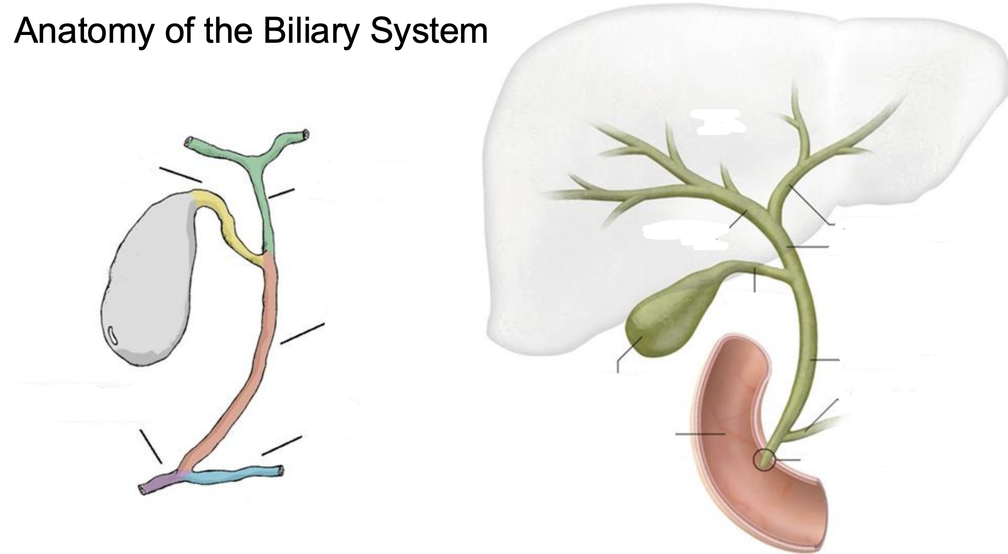 <p>Anatomy of the Biliary System</p>